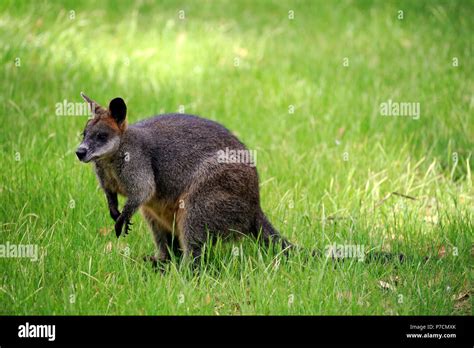 Swamp Wallaby Mount Lofty South Australia Australia Wallabia