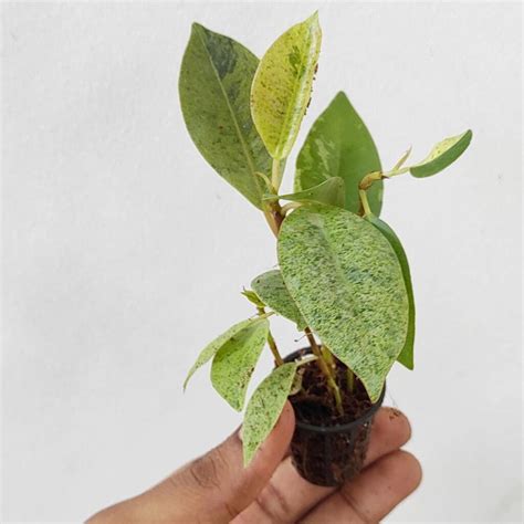 Ficus Elastica Rubber Shivereana Single Plant Pot Buy 6000 Plants