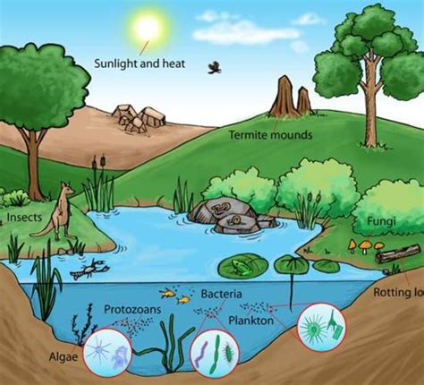 Difference Between Ecosystem and Community | Definition ...