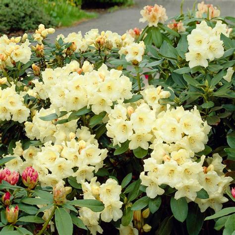 Yellow Rhododendron Shrubs for Sale – FastGrowingTrees.com