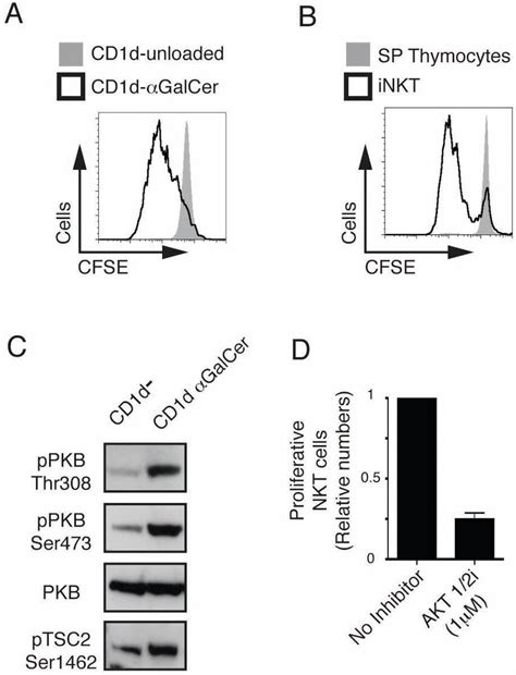 Pkb Is Required For V Tcr Stimulated Inkt Cell Proliferation