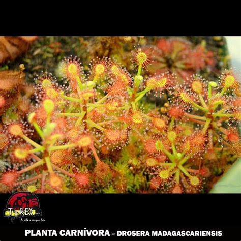 Compre Agora Planta Carnívora Drosera Madagascariensis