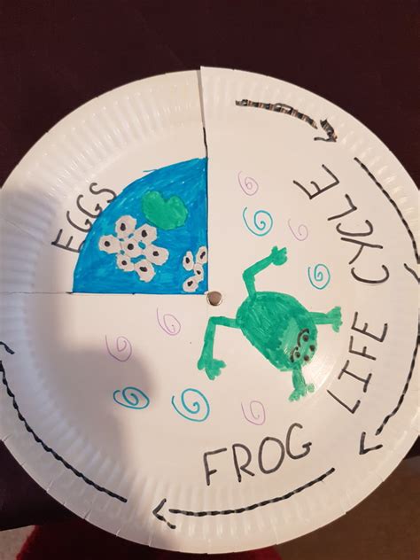 Lily S Fabulous Life Cycles Of A Frog Carleton Green Community