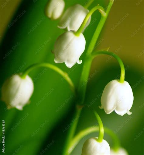 Muguet Stock Photo | Adobe Stock