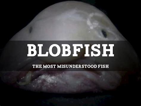 Blobfish Facts by Samantha Davis