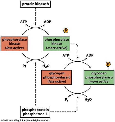 Glycogen Synthase