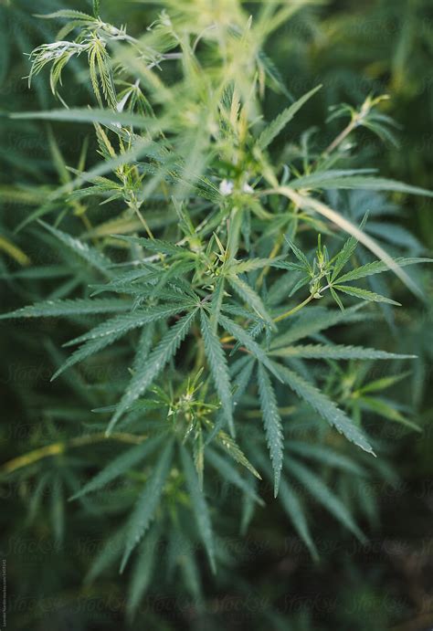 "Detail Of Green Hemp Leaf" by Stocksy Contributor "Akela - From Alp To ...