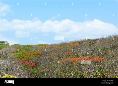 Landscape Of Red Blooming Trees In Front Of Blue Sky In Bali Island