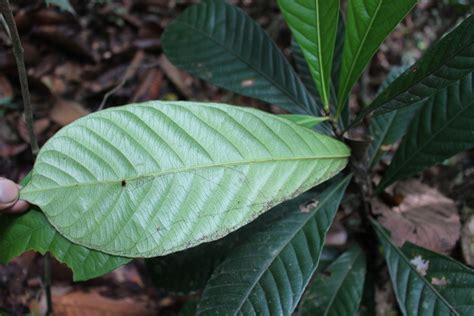 Agrostistachys Borneensis Becc Plants Of The World Online Kew Science