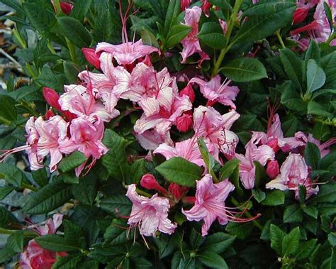 Azalea Westons Sparkler Bluestone Perennials