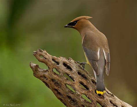 Based on Data: 21 Most Common Birds of Michigan