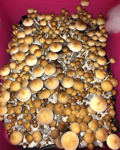 Growing Mushrooms In Bulk With The Mono Tub Tek Or Grow Tub