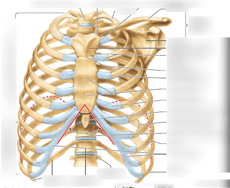 Moore Ribcage Diagram Quizlet