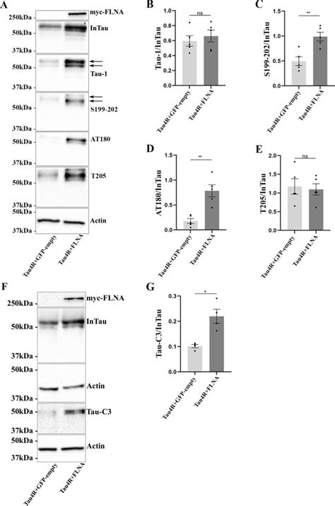 The Overexpression Of Flna Increases Tau Phosphorylation And Cleavage