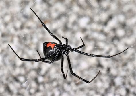 Spider bite or suspected spider bite? | Article | The United States Army