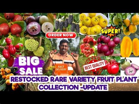 RESTOCKED RARE VARIETY MILK FRUIT MIRACLE FRUIT LOQUAT FRUIT