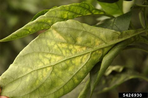 Spider Mites Genus Tetranychus