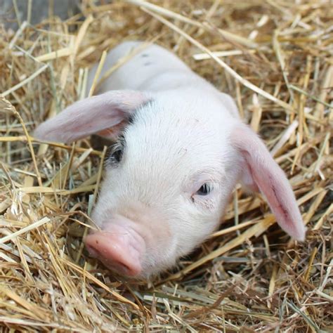 New Piglets For Iggle Piggle Odds Farm Park