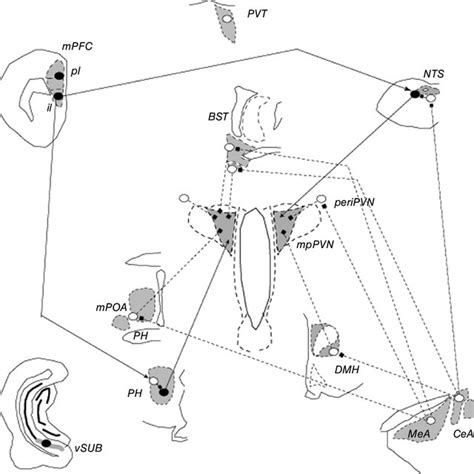 Organization Of The Hpa Axis Hpa Axis Stress Responses Download Scientific Diagram