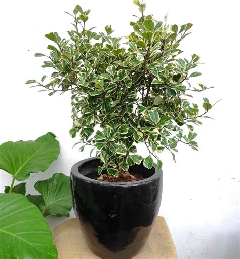 Ficus Triangularis Care Advanced Growing Strategies Detailed