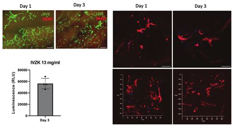 Biocompatibility Assays Of Human Neonatal Dermal Fibroblasts Hdfn In