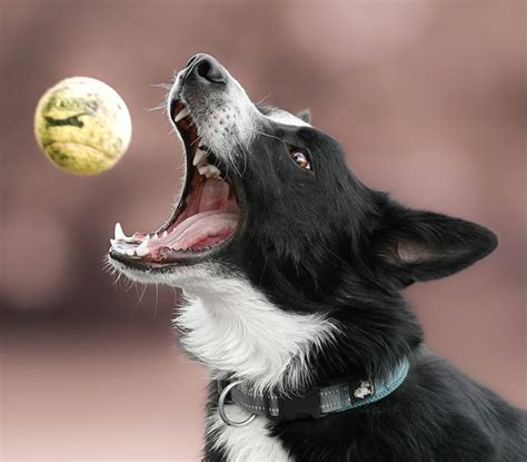 Border Collie – How It Makes an Exceptional Service Dog