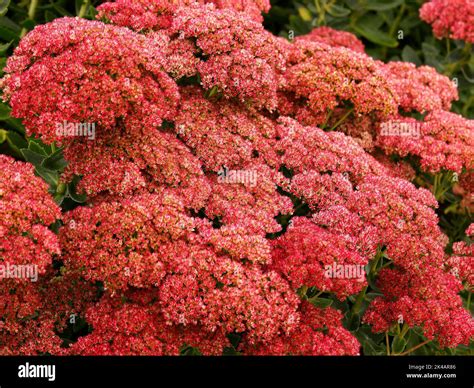 Close Up Of The Densely Packed Pale Ruby Red Flowers Of The Herbaceous