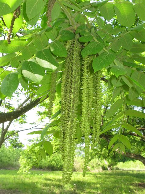 Wirtualny Atlas Ro Lin Orzech Ajlantolistny Juglans Ailantifolia