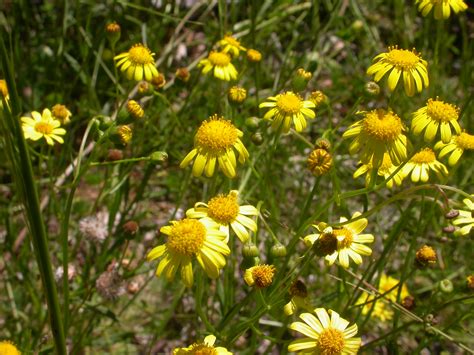 Fireweed Alert. Spot – Record – Kill – Dispose – Friends of Mount Majura