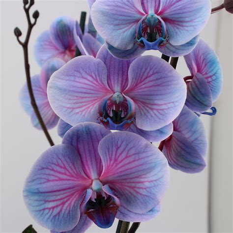 Orchid Color