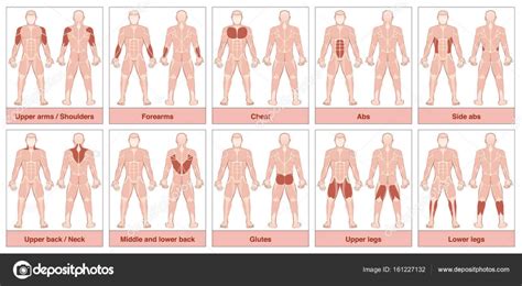 Muscle Groups Chart Stock Vector by ©Furian 161227132