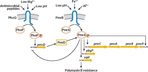 Figure From The Biology Of The Pmra Pmrb Two Component System The