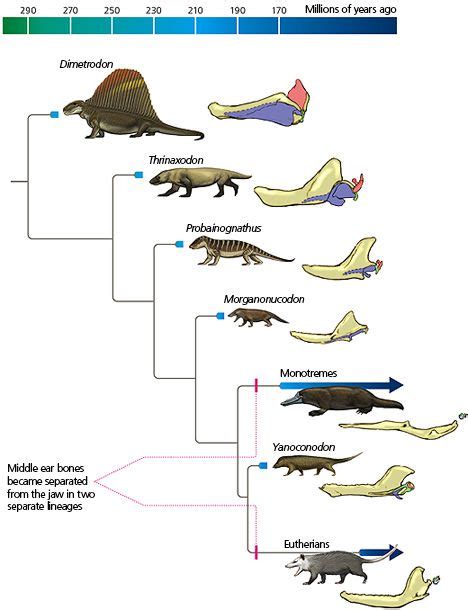 Eutherian Mammals Examples - Pets Lovers