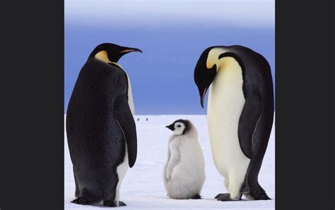 Unprecedented: Over 9,000 Emperor Penguin Chicks Die from Sparse Sea ...