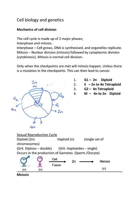 Cell Biology And Genetics Meiosis Copy Warning Tt Undefined