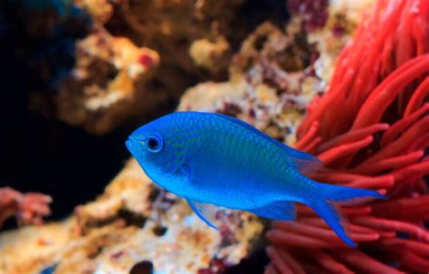 Blue Saltwater Fish