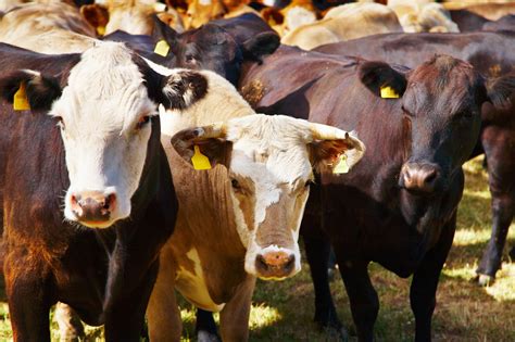 Final Rule Makes Adjustments To Packers And Stockyards Act