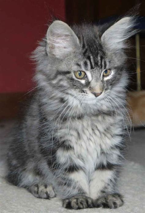 The Grey Maine Coon Maine Coon Expert