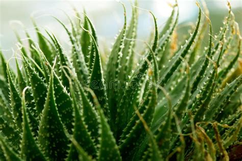 Fechar Um Cacto Verde Ou Uma Folha Suculenta Pequenos Espinhos E