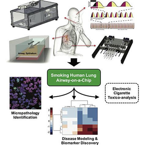 Lung On A Chip Lung On A Chip Japaneseclassjp