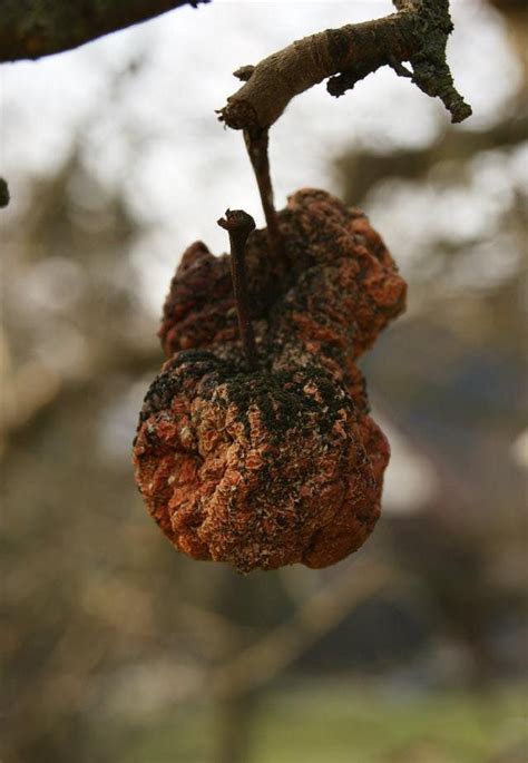 Kostenlose Foto Apfel Baum Natur Ast Frucht Blatt Blume