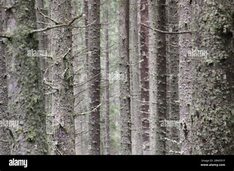 Pine tree trunk texture in the forest Stock Photo - Alamy