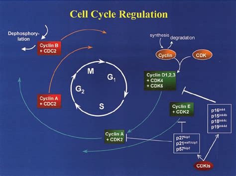 The Cell Cycle And Its Regulation By Cyclins Cdks And Cdkis The Cell Download Scientific