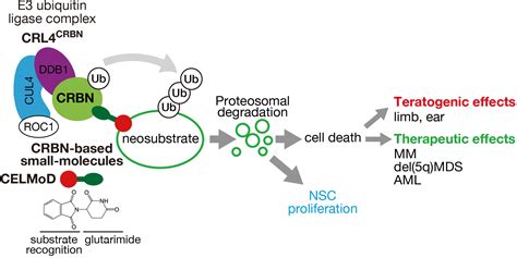 Frontiers Cereblon Based Small Molecule Compounds To Control Neural