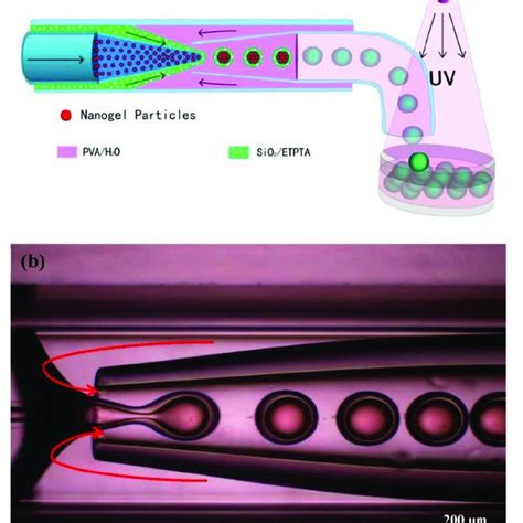 A Schematic Illustration Of The Microfluidic Fabrication Process Of