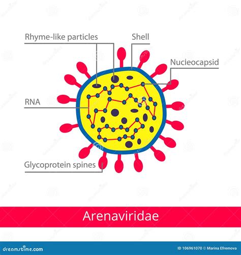 Arenaviridae Classification Of Viruses Stock Vector Illustration Of