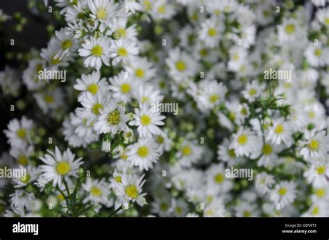 White Aster Flowers In Blurry Background Stock Photo - Alamy