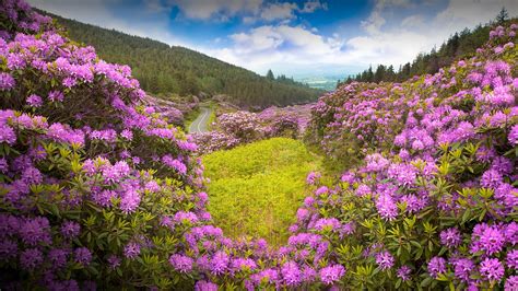 nature, landscape, flowers, trees, forest, plants, clouds, sky, road ...