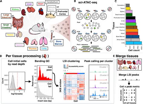 Figure From A Single Cell Atlas Of In Vivo Mammalian Chromatin