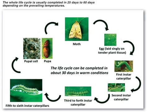 Control of bollworm in soybeans